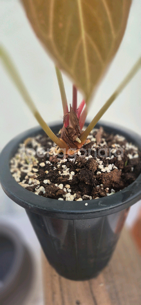 안스리움파필리아넘포츠셔먼--4