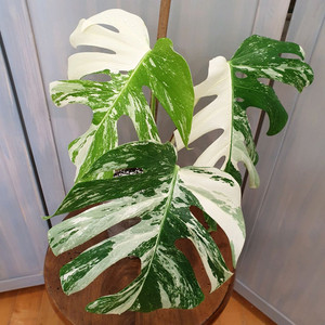 #탑3장 #잎30cm ~ 몬스테라 알보 바리에가타