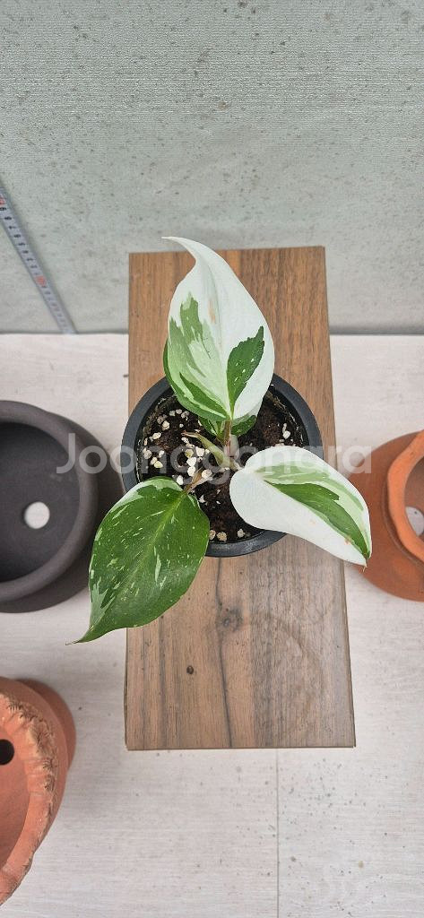 필로덴드론 화이트프린세스--0