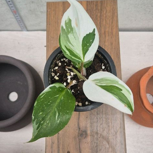 필로덴드론 화이트프린세스