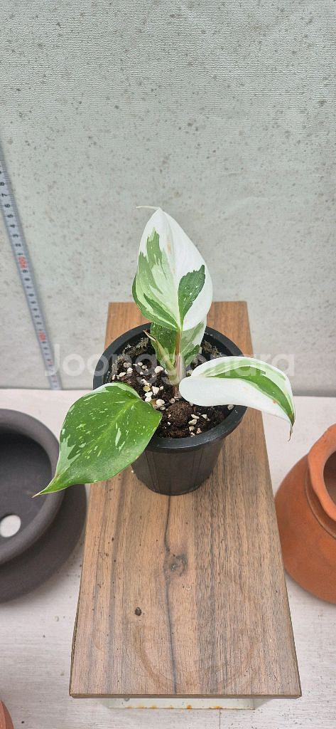 필로덴드론 화이트프린세스--1