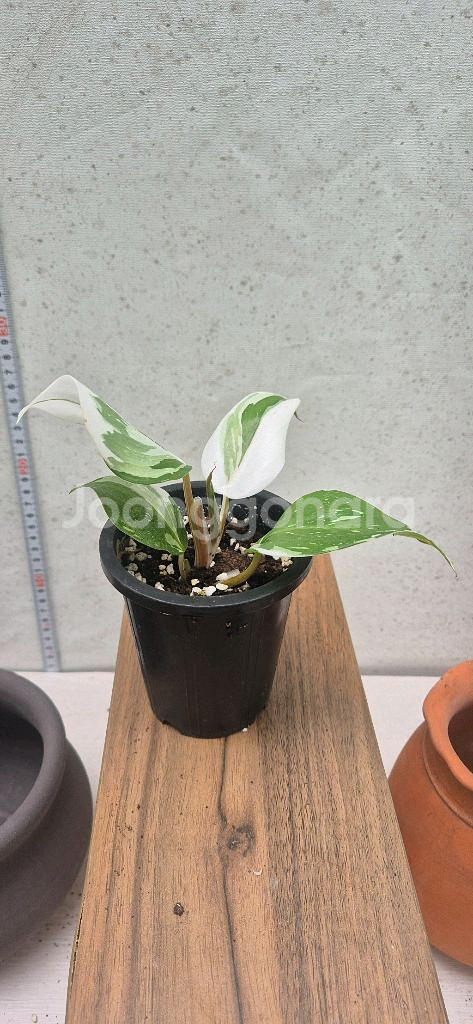 필로덴드론 화이트프린세스--2