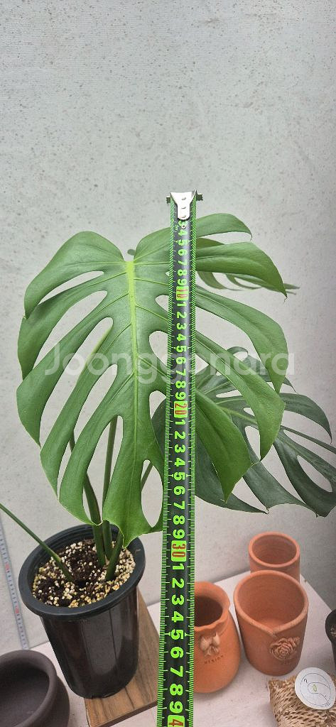 몬스테라 시에라나--0