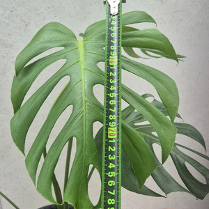 몬스테라 시에라나