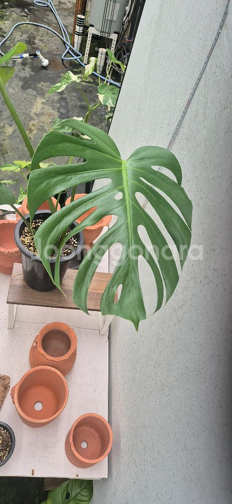 몬스테라 시에라나--3