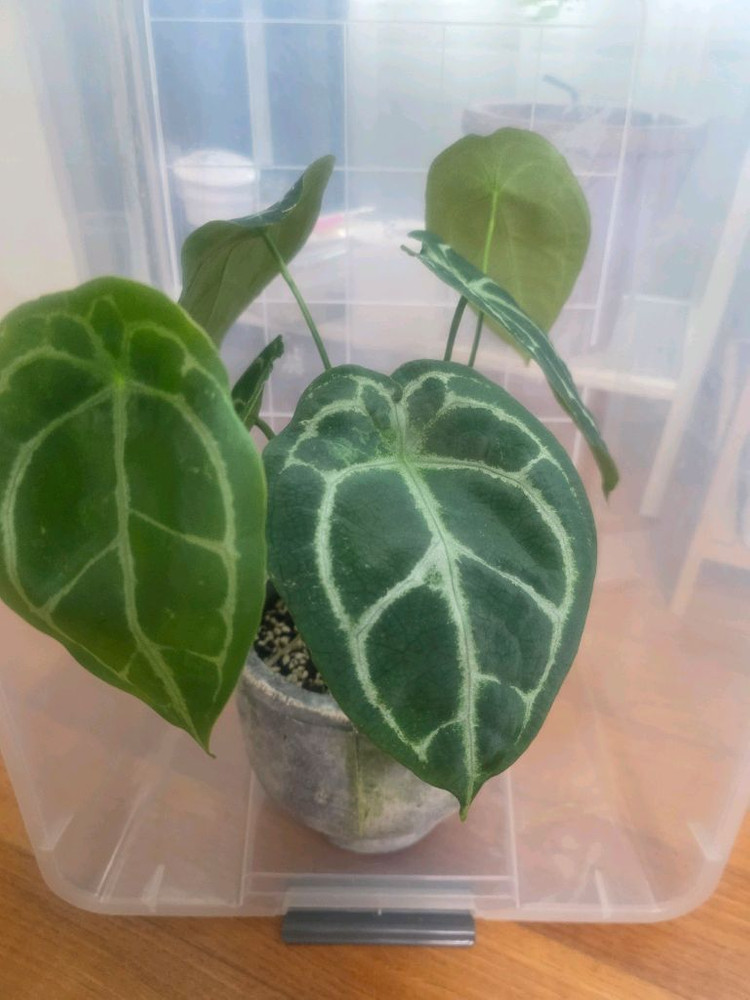 안스리움 포게티실버--1