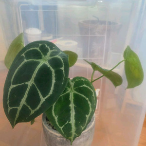 안스리움 포게티실버