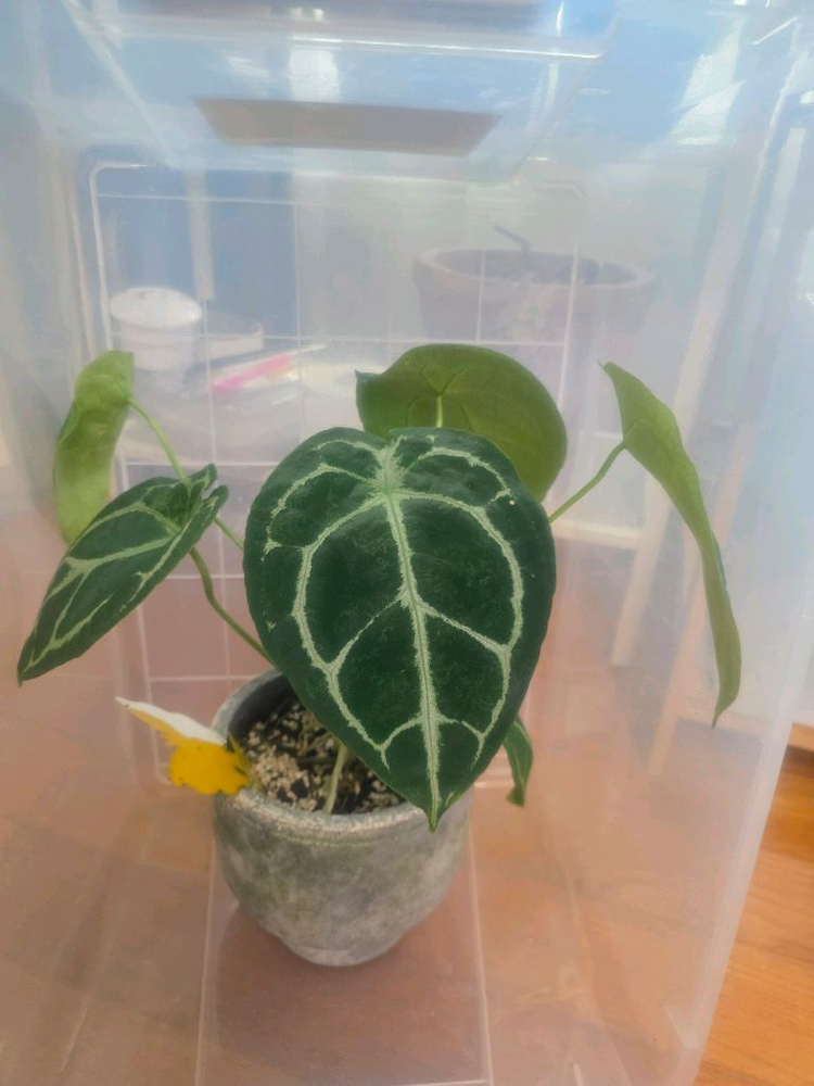 안스리움 포게티실버--2