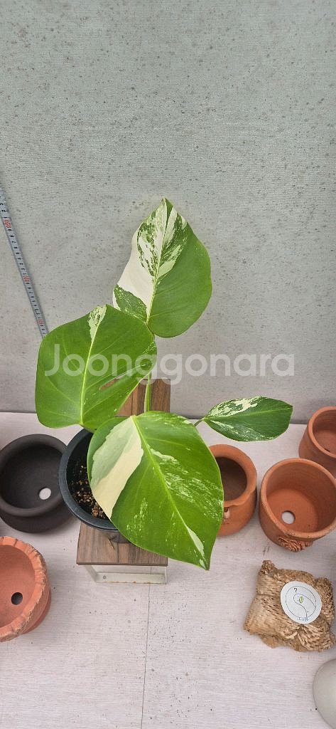 몬스테라알보--0