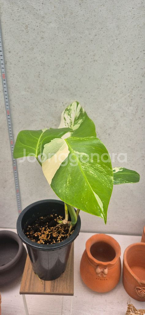 몬스테라알보--1