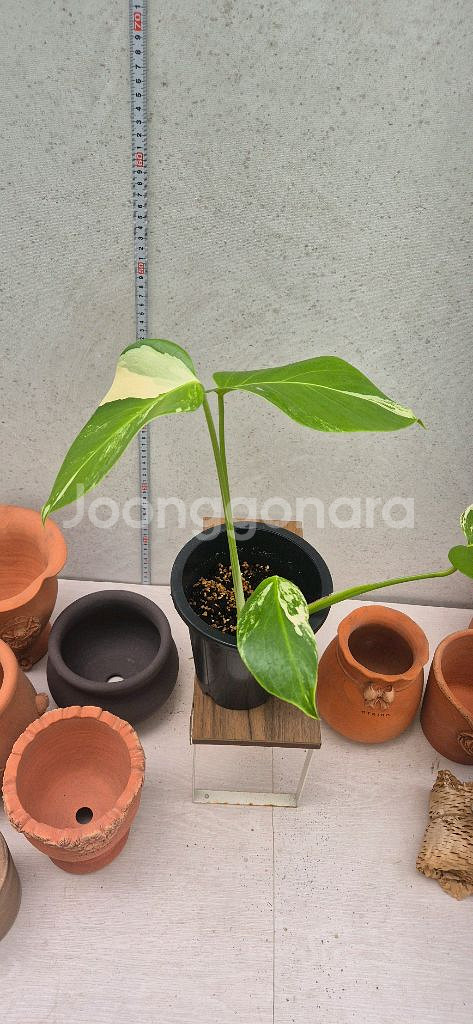 몬스테라알보--2