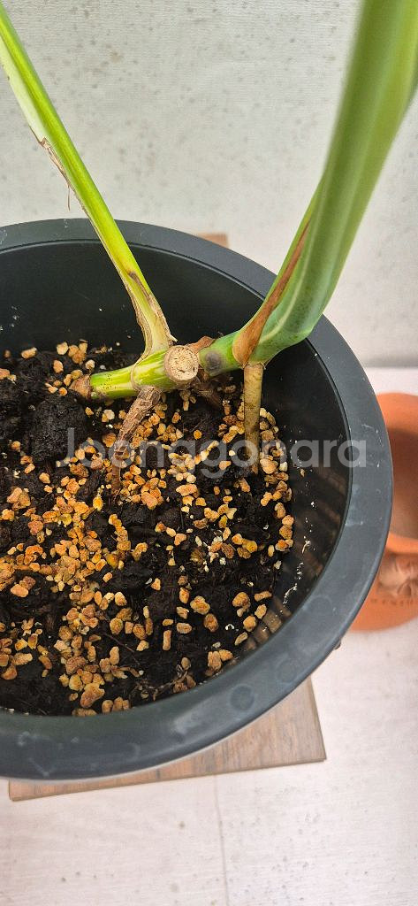 몬스테라알보--3