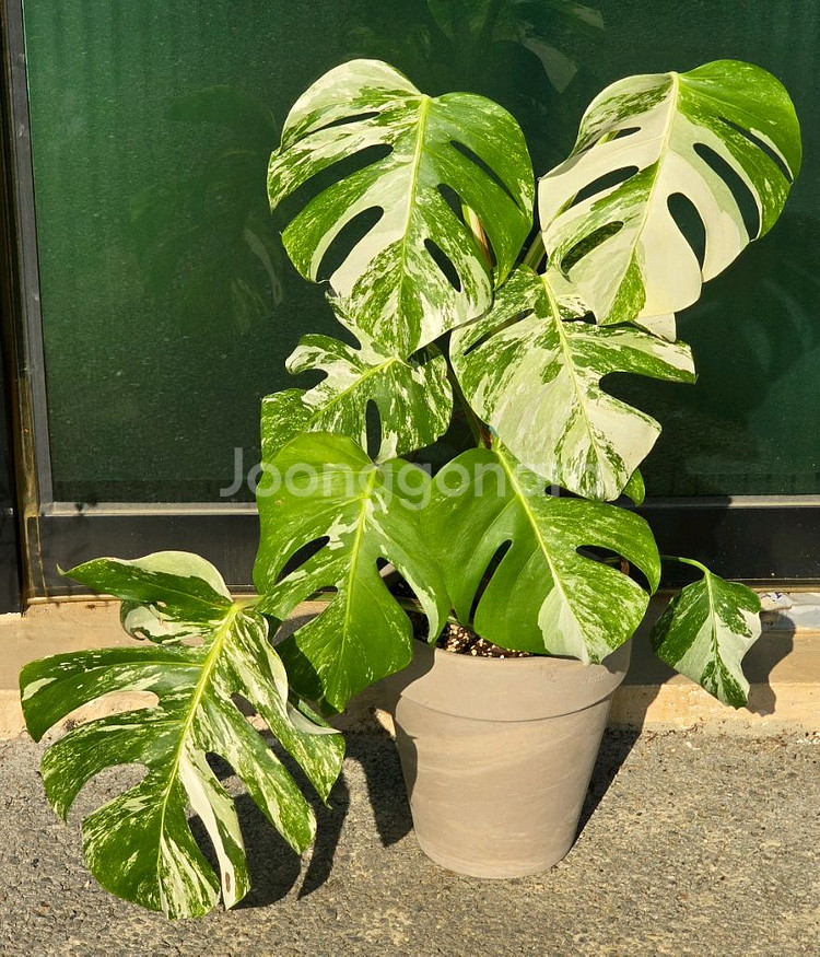 몬스테라 알보--0