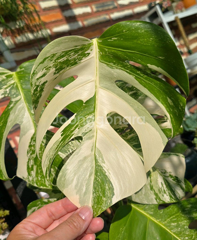 몬스테라 알보--1