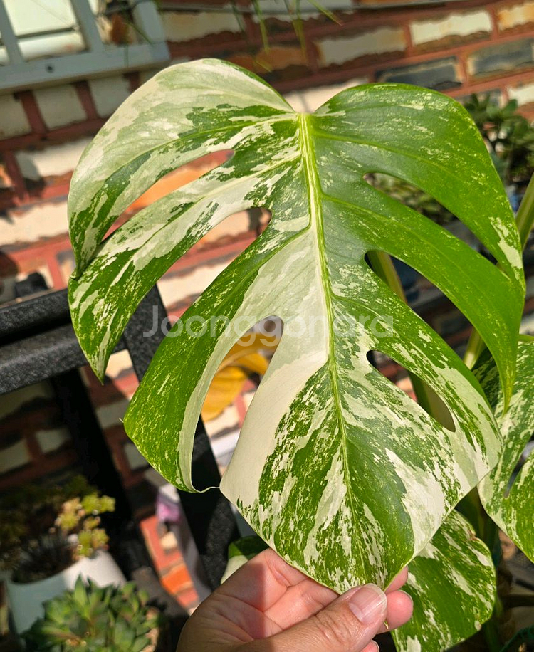 몬스테라 알보--2