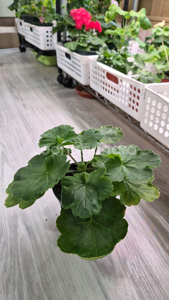 제라늄. 셀레나에르사--1