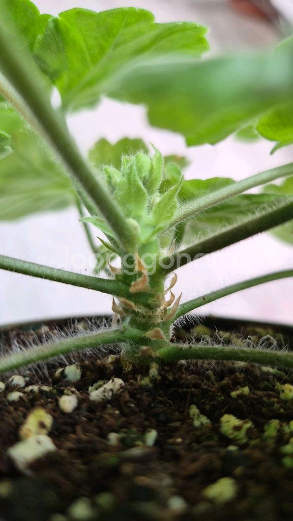 제라늄. 셀레나에르사--3