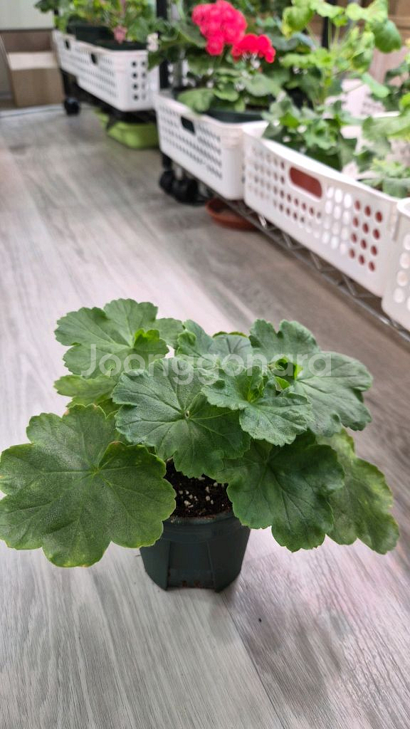 제라늄. 셀레나에르사--0