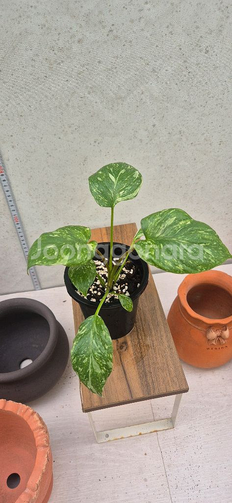 호말로메나 루비쎈스 스타더스트 핑크바리가타--2