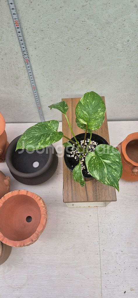 호말로메나 루비쎈스 스타더스트 핑크바리가타--0