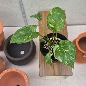 호말로메나 루비쎈스 스타더스트 핑크바리가타