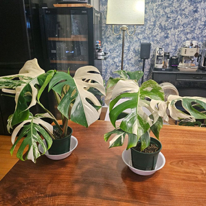 알보몬스테라 일괄2개 무늬최고 +서비스