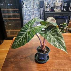 핑크드래곤 알로카시아