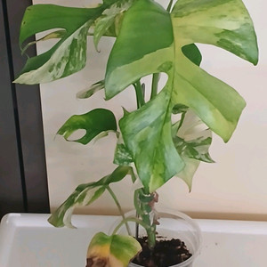 옐로우 히메 몬스테라