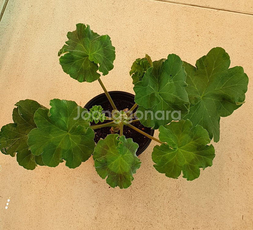 제라늄 레드벨루어--1