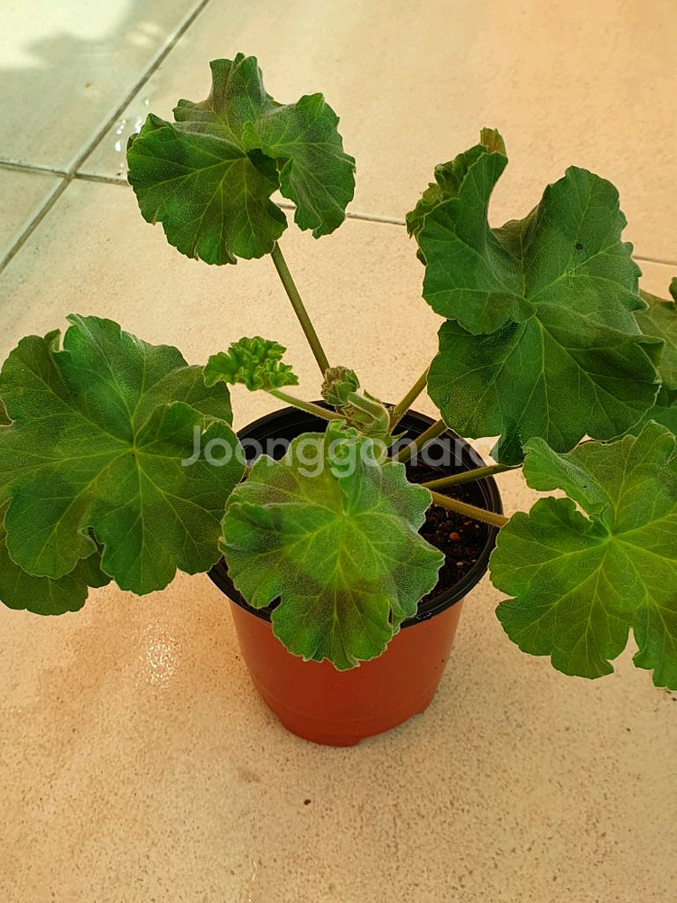 제라늄 레드벨루어--0