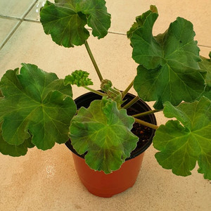 제라늄 레드벨루어