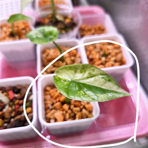 알로카시아 시누아타 화이트 바리에가타