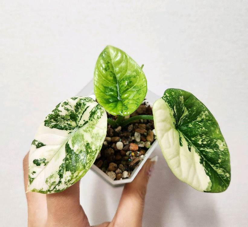 알로카시아 시누아타 화이트 바리에가타--1