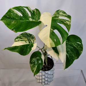 몬스테라 알보