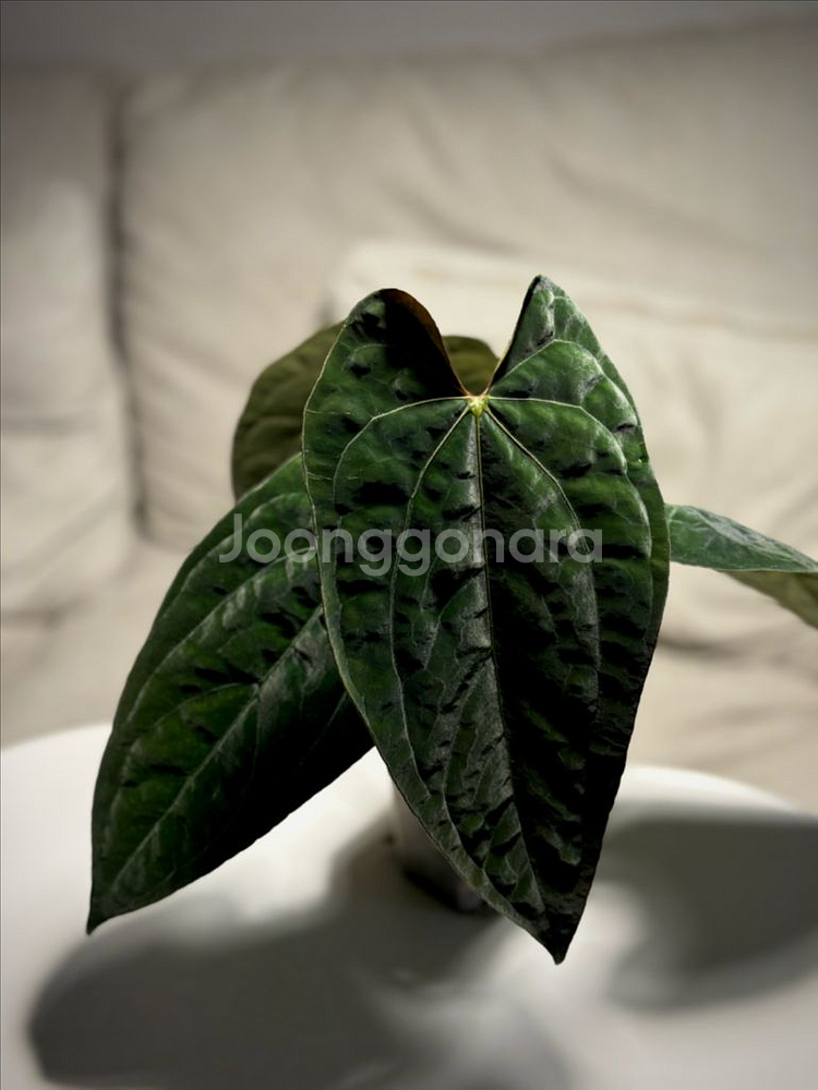 안스리움 aosx(fsrlxfs)--4