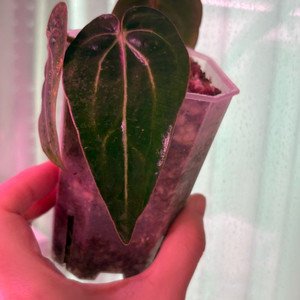 안스리움 버즈칼라블래키RA4*16