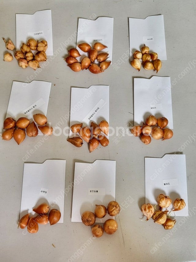 사랑초 개별 분양 (제라늄x)--0