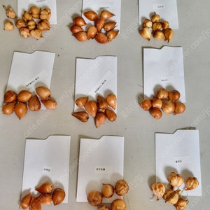 사랑초 개별 분양 (제라늄x)