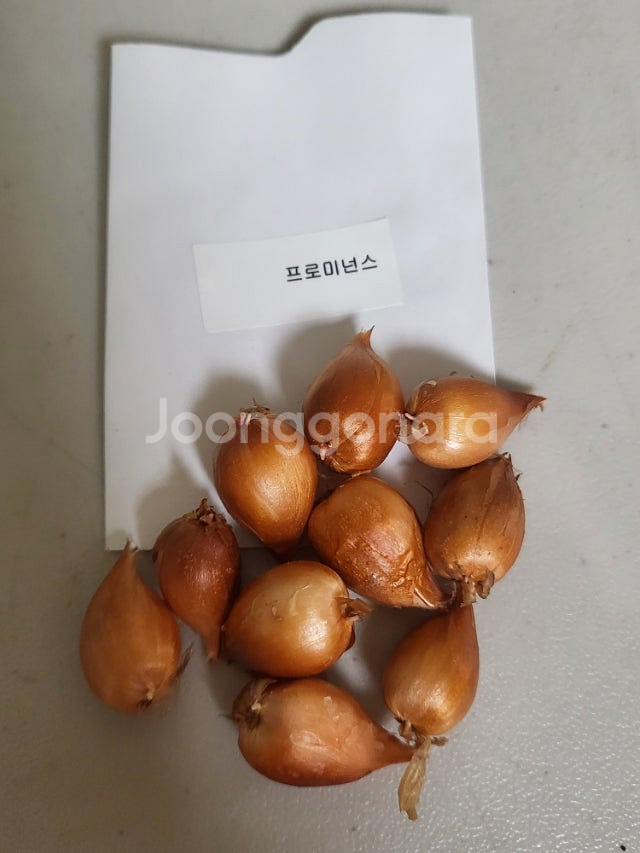 사랑초 개별 분양 (제라늄x)--1