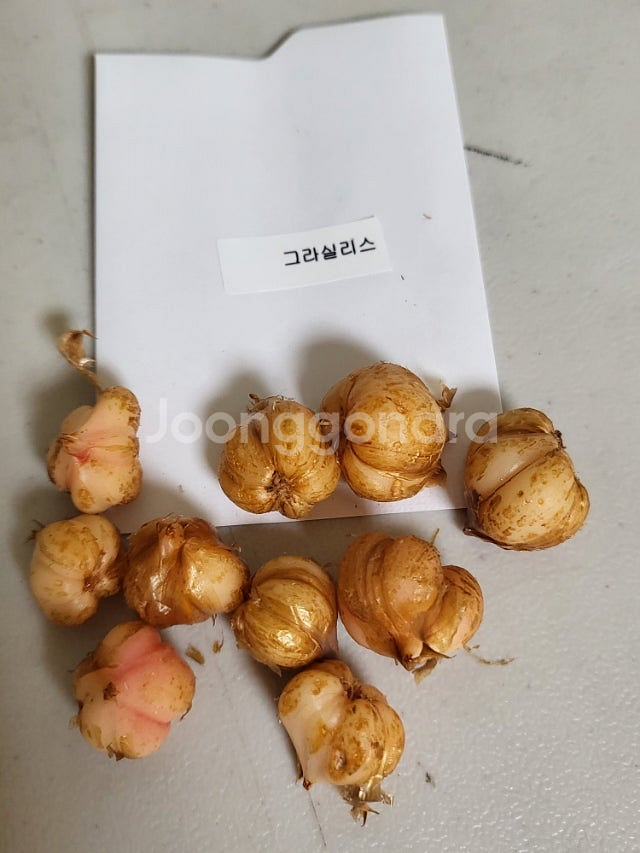 사랑초 개별 분양 (제라늄x)--2