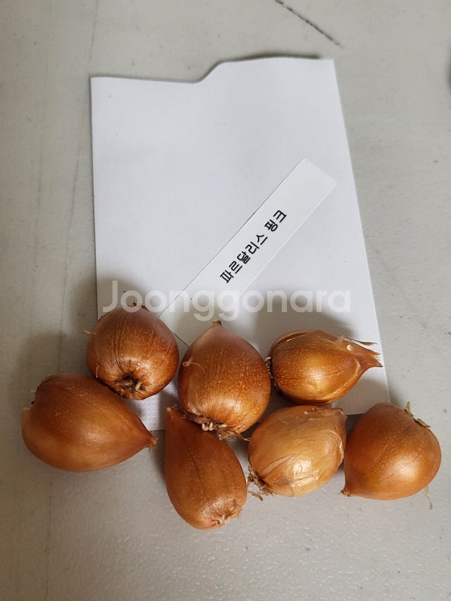 사랑초 개별 분양 (제라늄x)--3