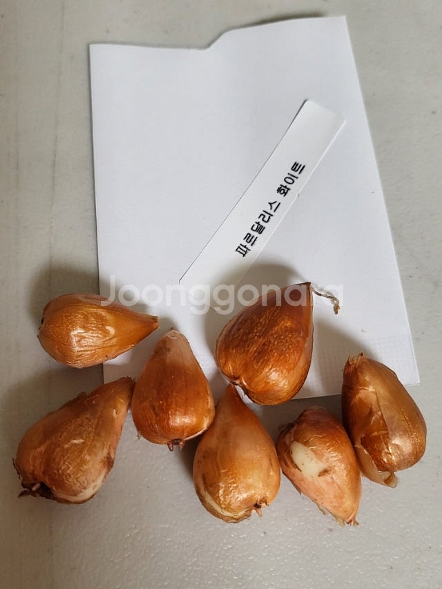 사랑초 개별 분양 (제라늄x)--4