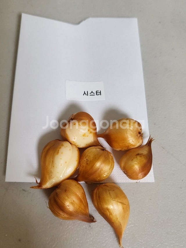 사랑초 개별 분양 (제라늄x)--5