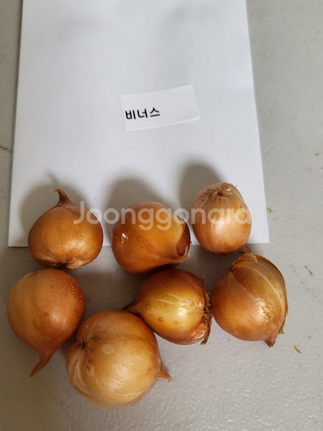 사랑초 개별 분양 (제라늄x)--6