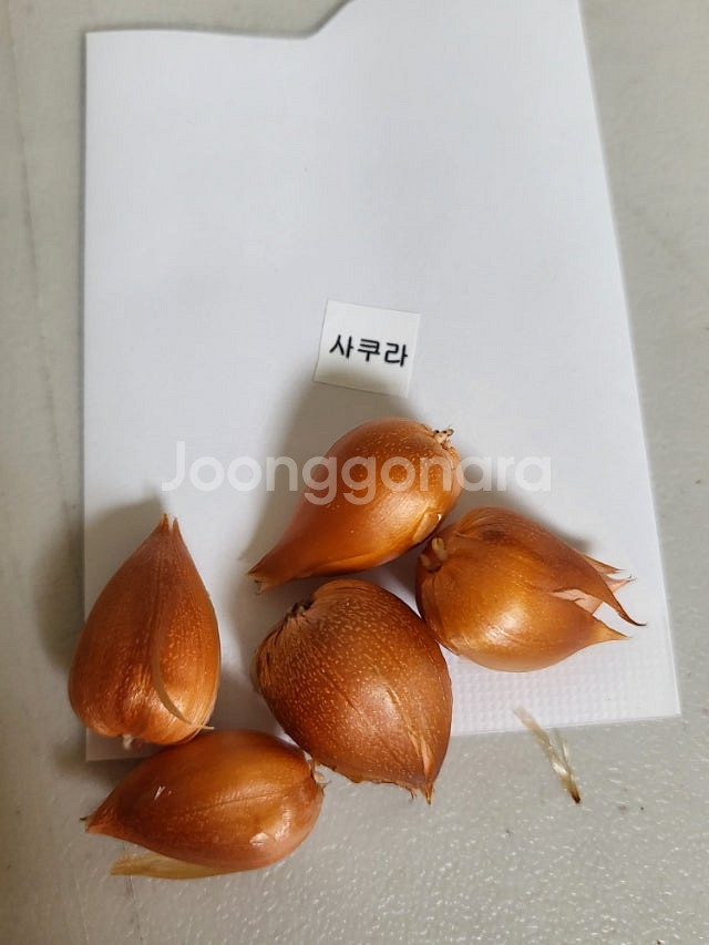 사랑초 개별 분양 (제라늄x)--7