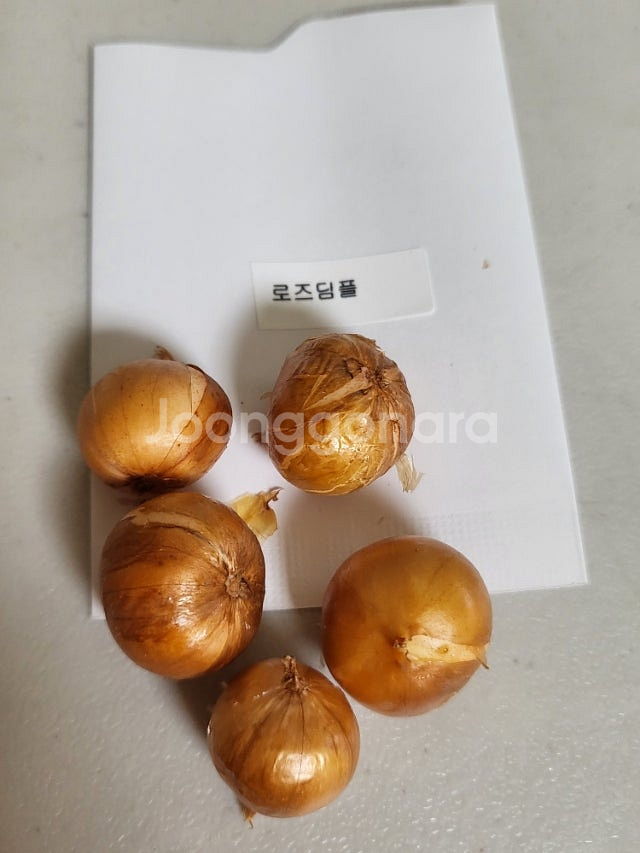 사랑초 개별 분양 (제라늄x)--8