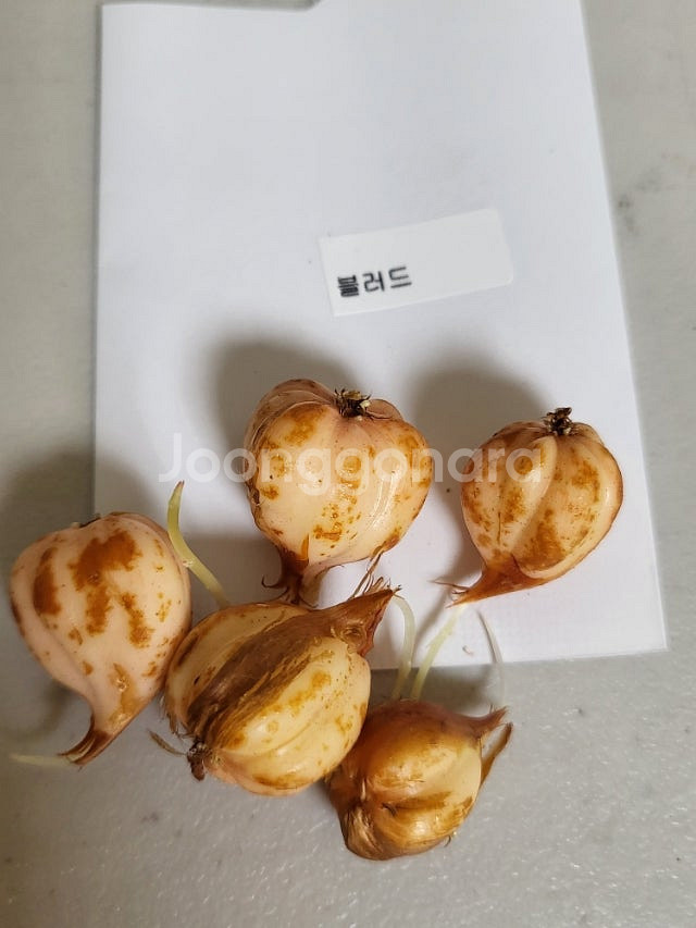 사랑초 개별 분양 (제라늄x)--9