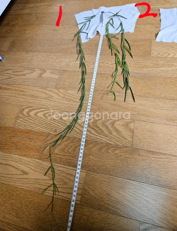 호야 리네아리스--0