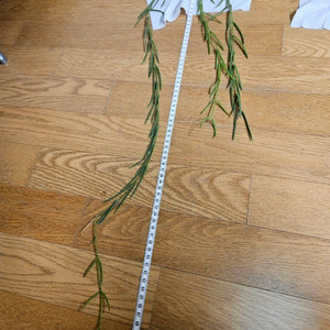 호야 리네아리스