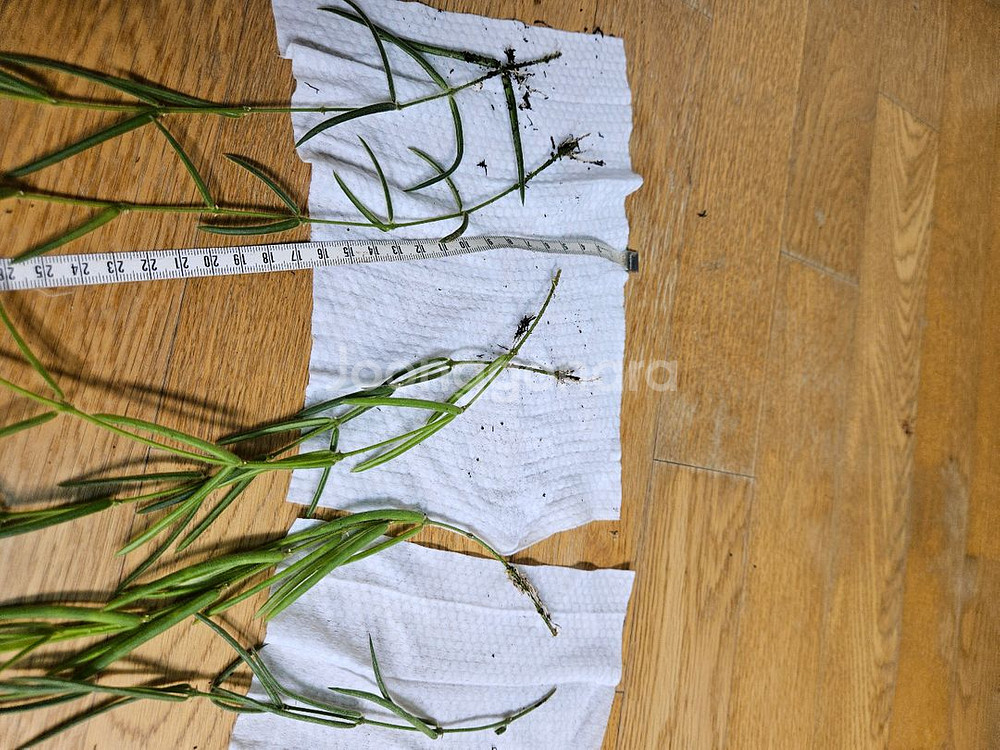 호야 리네아리스--3